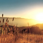 Late-Summer-Field-Summer-Landscape-